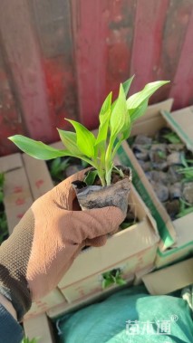 高度50厘米金边玉簪