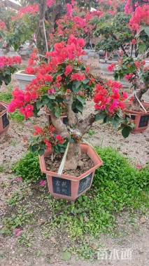 高度50厘米红花勒杜鹃