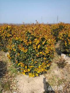 冠幅120厘米金森女贞球