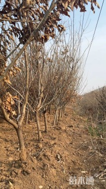 高度200厘米板栗