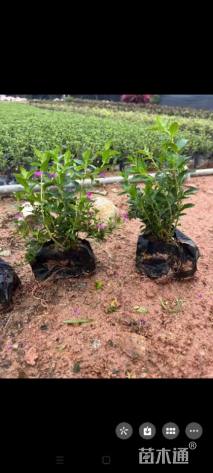 高度20厘米满天星