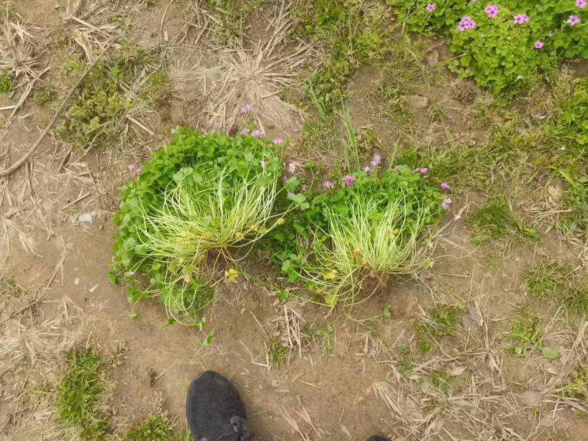 高度12厘米红花酢浆草