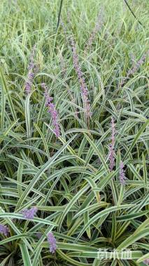 高度15厘米金边麦冬