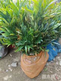 高度30厘米十大功劳