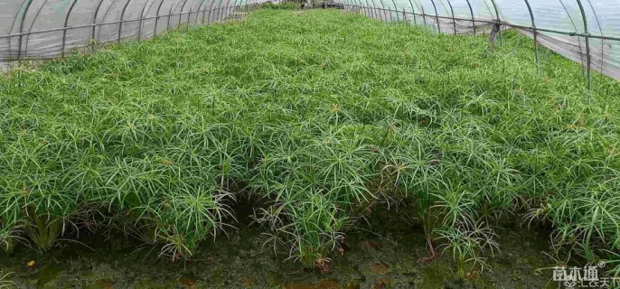 高度40厘米旱伞草