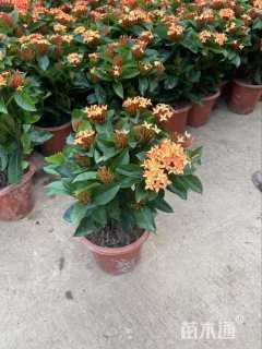 高度40厘米龙船花