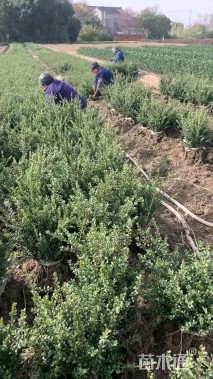 高度40厘米龟甲冬青小苗