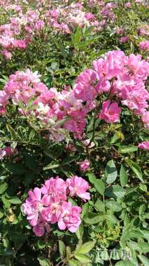 高度30厘米丰花月季