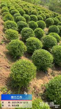 冠幅80厘米小叶女贞球