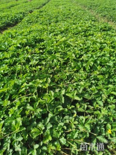 高度10厘米委陵菜