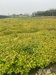 高度20厘米金焰绣线菊