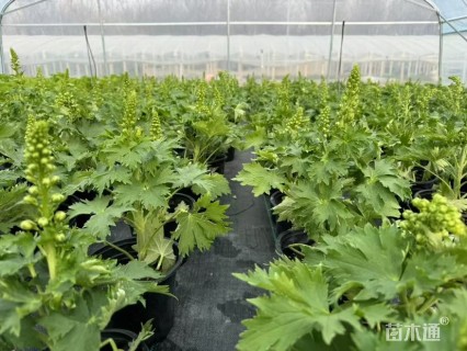 高度25厘米飞燕草