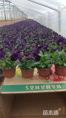 高度20厘米三色堇