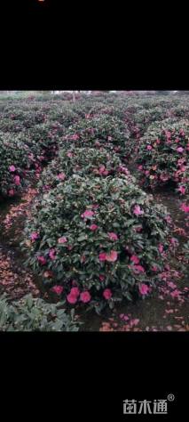 冠幅100厘米茶梅球