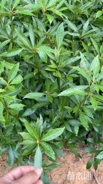 高度40厘米金丝楠木小苗