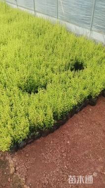 小杯苗亮晶女贞小苗