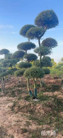 高度280厘米川滇蜡树