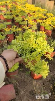 高度10厘米金叶佛甲草