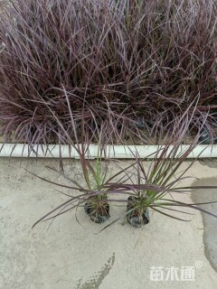 高度30厘米紫叶狼尾草