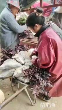 高度40厘米红花继木