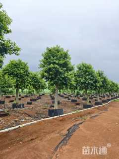 15公分红果冬青