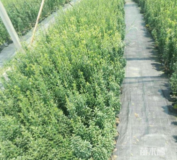 高度150厘米直立冬青