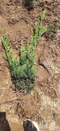高度30厘米小龙柏