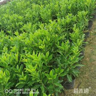 高度35厘米非洲茉莉
