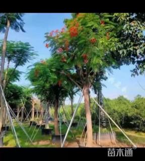15公分凤凰木