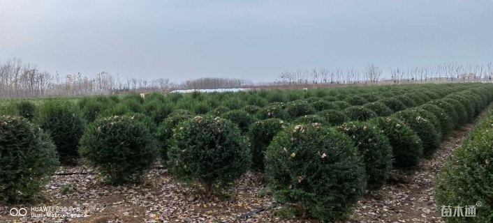 冠幅120厘米小叶女贞球