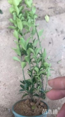 高度54厘米大叶黄杨