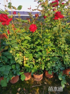 高度50厘米大花月季