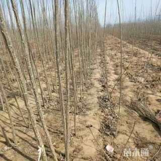 高度200厘米杨树小苗