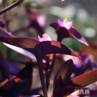 高度30厘米紫竹梅