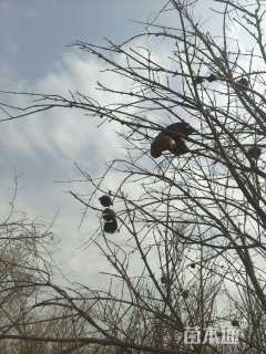 高度300厘米果石榴