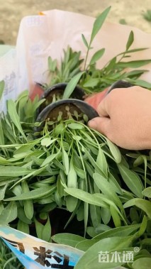 高度10厘米大花金鸡菊