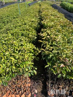 0.3公分红花天料木