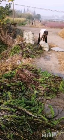 高度3厘米狐尾藻