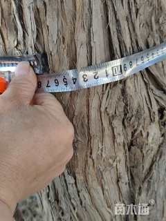 高度700厘米柏树