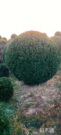 冠幅120厘米卫矛球