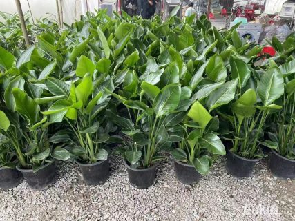 高度100厘米鹤望兰