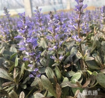 高度20厘米筋骨草
