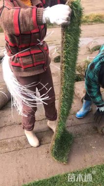 混播黑麦草