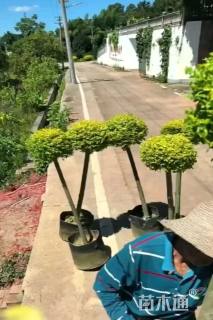 5公分造型亮晶女贞