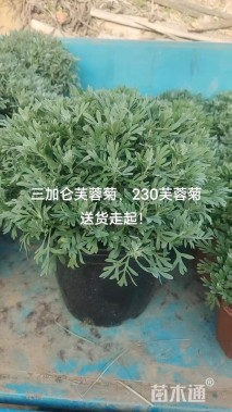 高度30厘米芙蓉菊