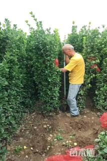 高度200厘米北海道黄杨柱