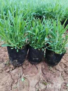 高度10厘米常夏石竹