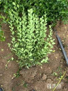 冠幅50厘米胶东卫矛球