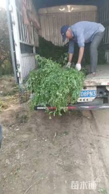 高度50厘米蔷薇