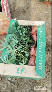 高度20厘米羽扇豆